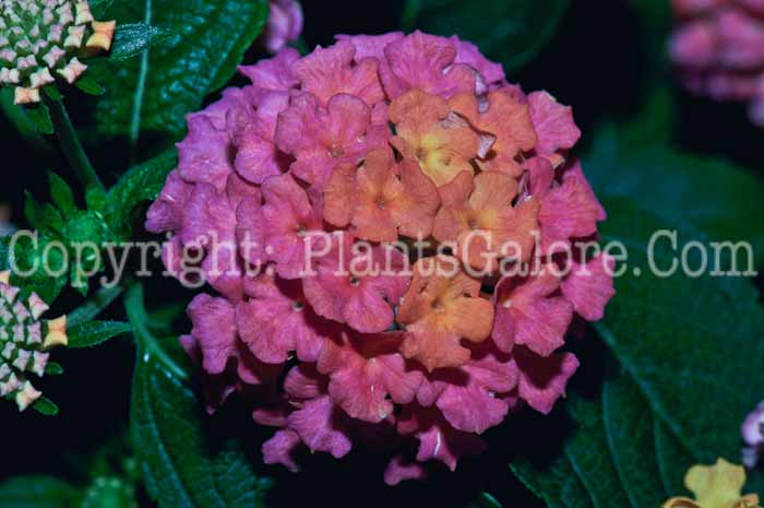 PGC-P-Lantana-Berry-Blend-05-12-2
