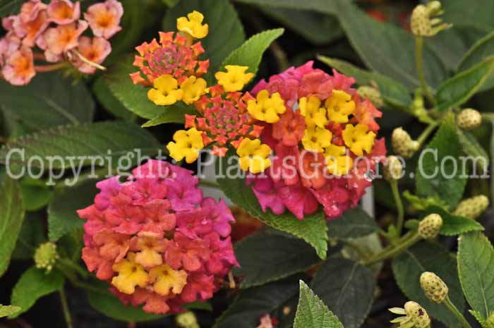 PGC-P-Lantana-Berry-Blend-05-2012-1