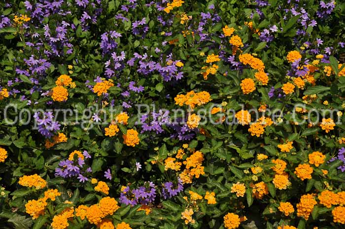 PGC-P-Lantana-Evita-Orange-06-12-1
