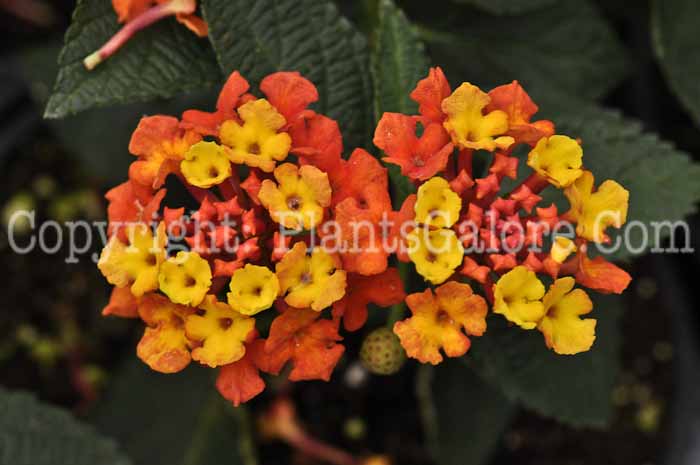 PGC-P-Lantana-Fireworks-05-2012-1