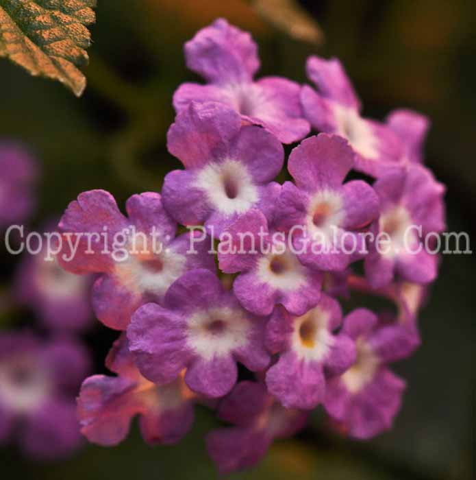 PGC-P-Lantana-Lucious-Grape-2011-05-001