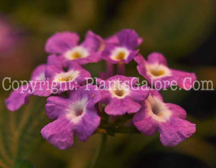 PGC-P-Lantana-Lucious-Grape-2011-05-003