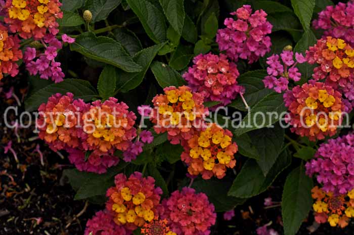 PGC-P-Lantana-Luscious-Berry-Blend-2012-1