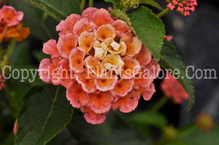 PGC-P-Lantana-Peach-Sunrise-05-2012-2