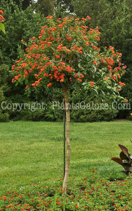 PGC-P-Lantana-camara-Radiation-2012-1-1