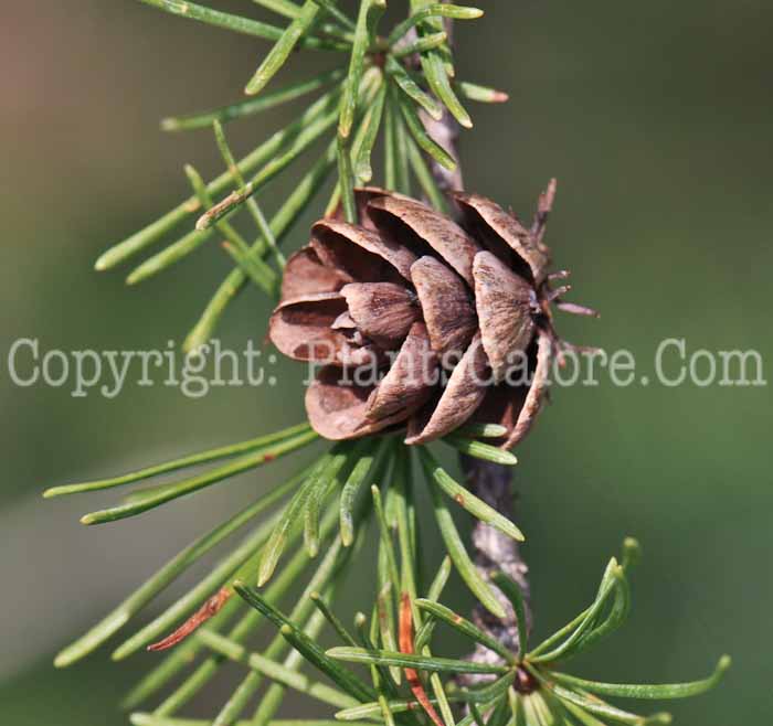 PGC-T-Larix-decidua-aka-European-Larch-11