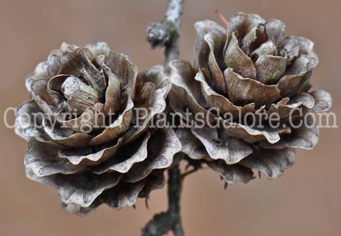 PGC-T-Larix-decidua-aka-European-Larch-13