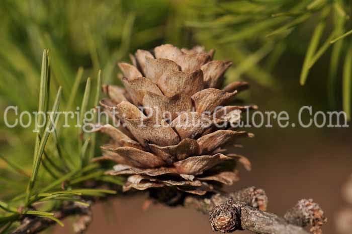 PGC-T-Larix-decidua-aka-European-Larch-23