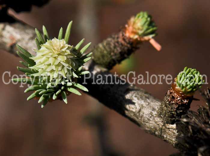 PGC-T-Larix-decidua-aka-European-Larch-6