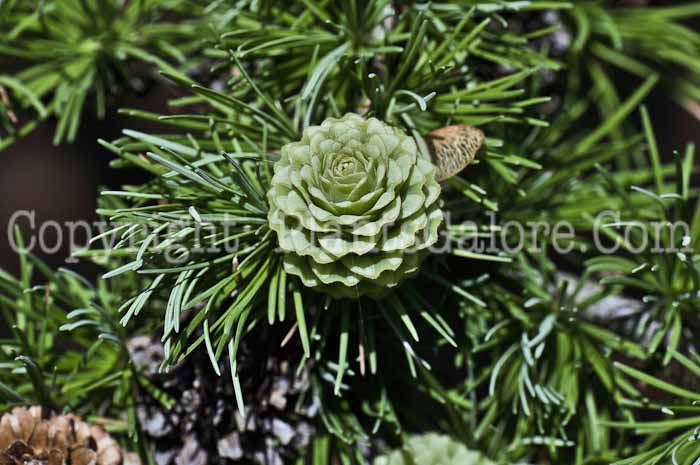PGC-T-Larix-decidua-aka-European-Larch-8