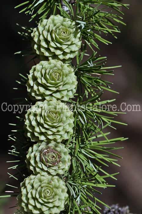 PGC-T-Larix-decidua-aka-European-Larch-9