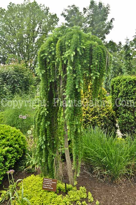 PGC-T-Larix-kaempferi-Pendula-05-12-1