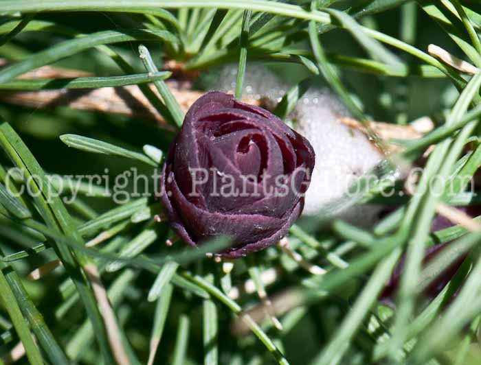 PGC-T-Larix-laricina-aka-Tamarck-0514l-2