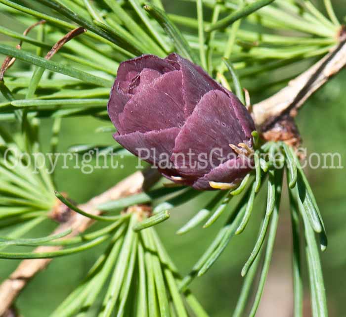 PGC-T-Larix-laricina-aka-Tamarck-0514l-3