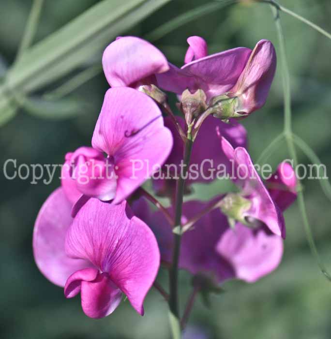 PGC-V-Lathyrus-odoratus-2010-01