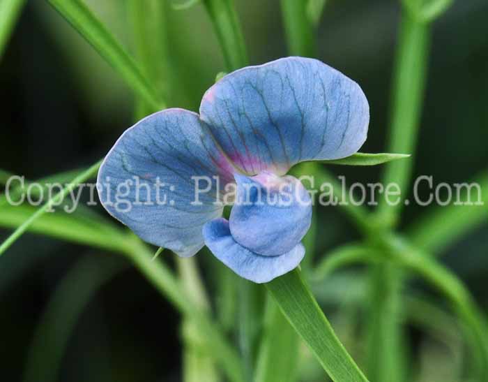 PGC-P-Lathyrus-sativus-aka-Grasspea-1013v-1
