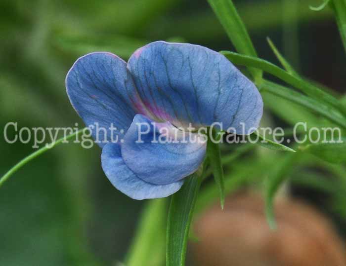 PGC-P-Lathyrus-sativus-aka-Grasspea-1013v-2