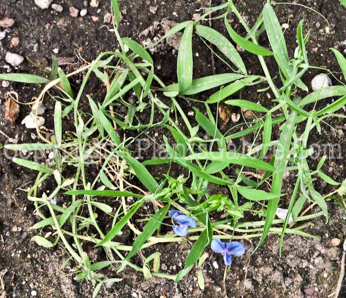 PGC-P-Lathyrus-sativus-aka-Grasspea-613-3