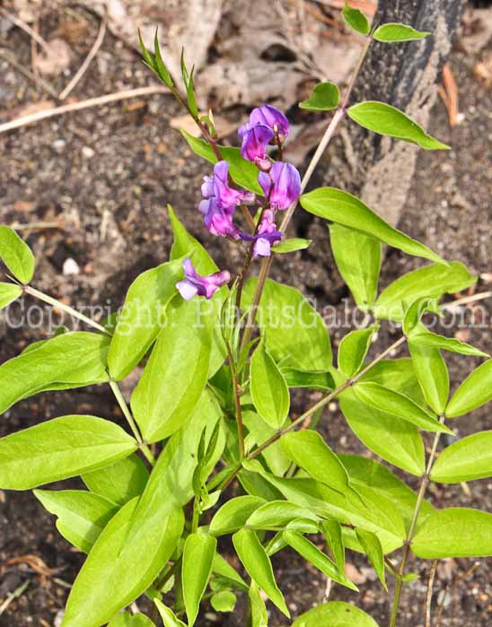 PGC-P-Lathyrus-vernus-aka-Spring-Pea-2