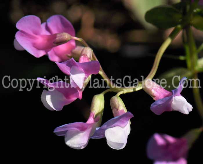 PGC-V-Lathyrus-vernus-2010-001
