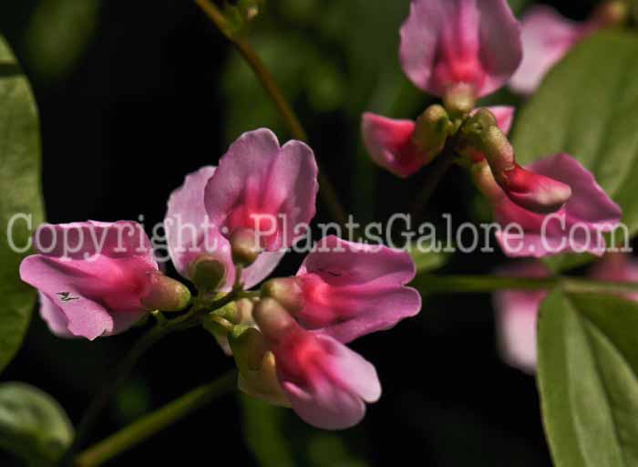 PGC-V-Lathyrus-vernus-alboroseus-2010-002