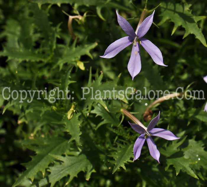 PGC-A-Laurentia-Avant-garde-Blue-2010-001