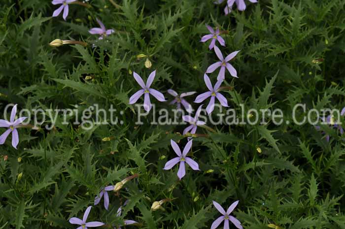 PGC-A-Laurentia-Avant-garde-Blue-2010-005