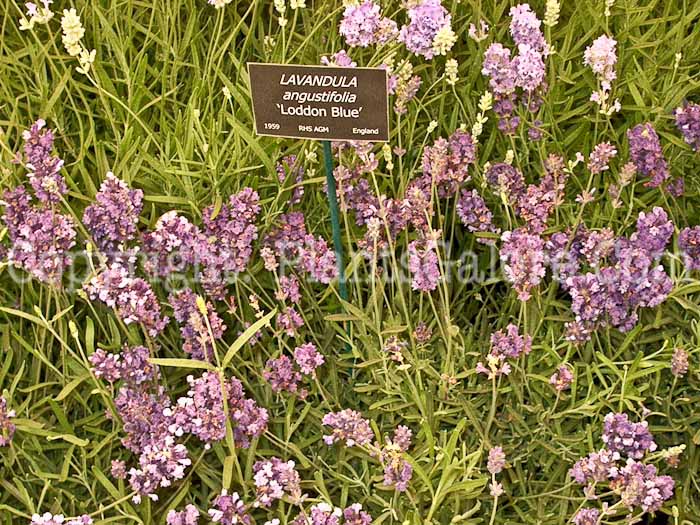 PGC-P-Lavandula-angustifolia-Loddon-Blue-2010-16