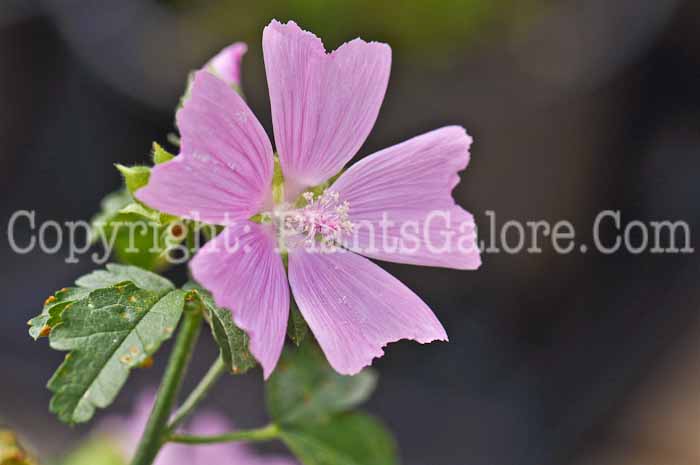 PGC-P-Lavatera-thuringiaca-2012 (1 of 5)