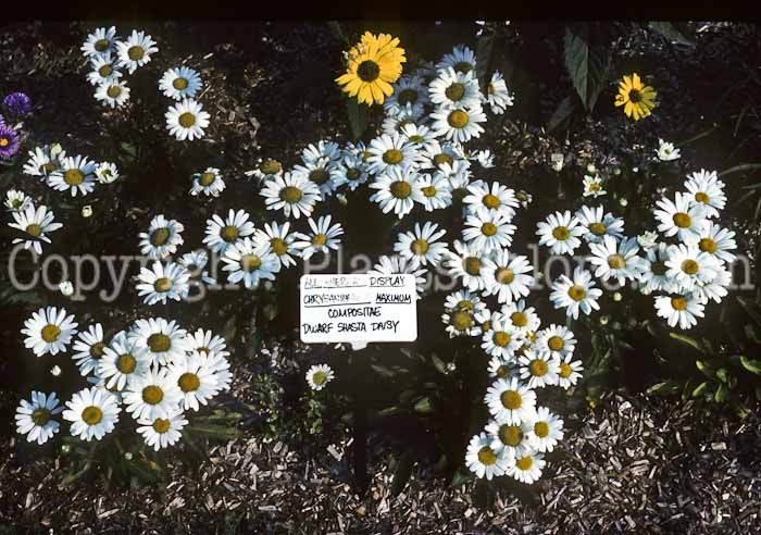PGC-P-Leucanthemum-maximum-Dwarf-AA-2010-19