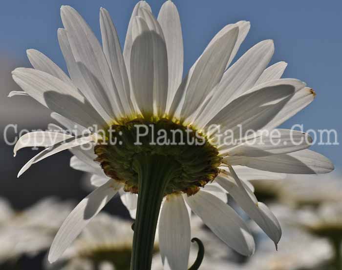 PGC-P-Leucanthemum-x-superbum-Becky-2010-02