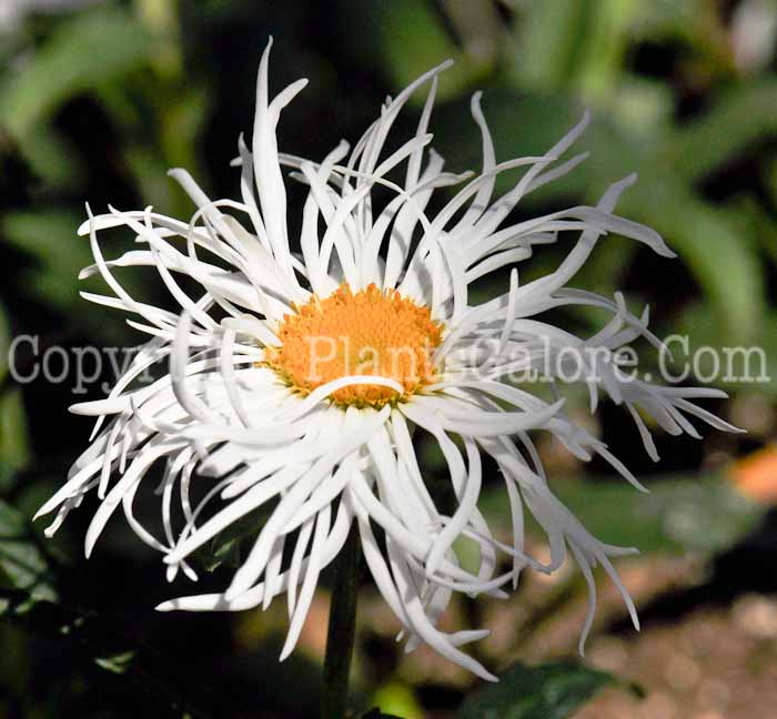 PGC-P-Leucanthemum-x-superbum-Old-Court-1