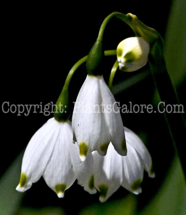 PGC-B-Leucojum-vernum-aka-Spring-Snowflakes-1