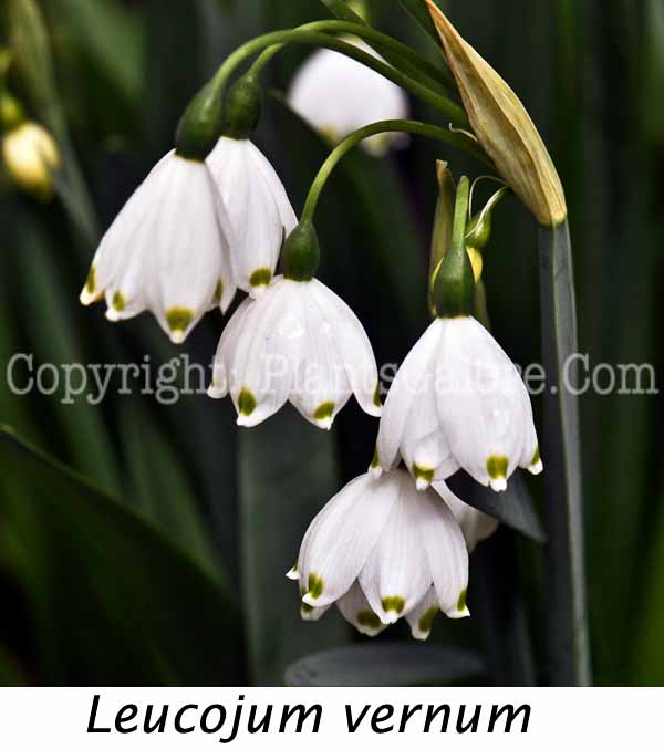 PGC-B-Leucojum-vernum-aka-Spring-Snowflakes-3