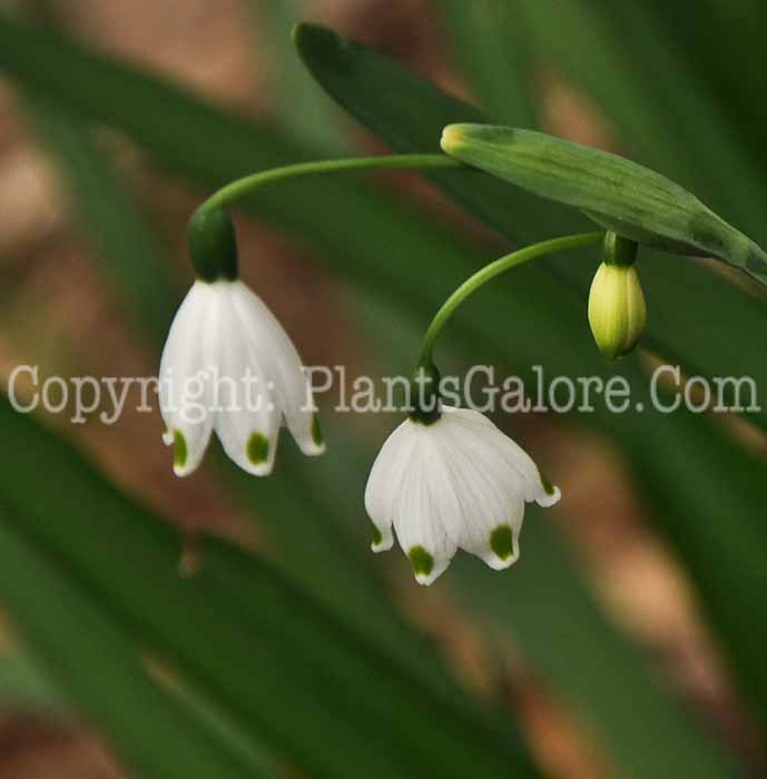 PGC-B-Leucojum-vernum-aka-Spring-Snowflakes-8