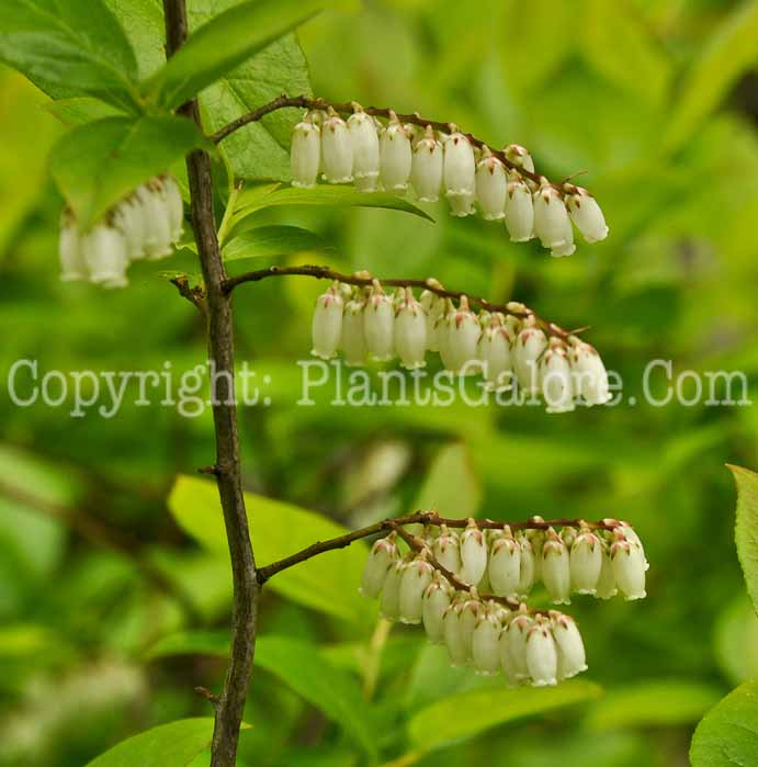PGC-S-Leucothoe-racemosa-aka-Sweetbells-Leucothoe-1