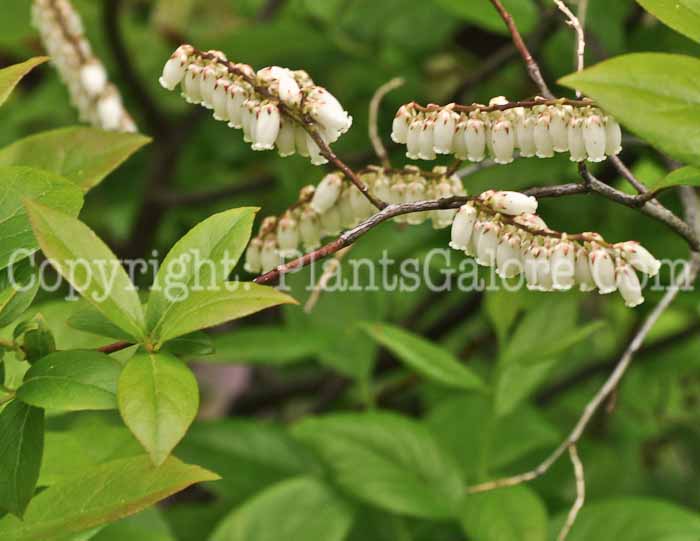 PGC-S-Leucothoe-racemosa-aka-Sweetbells-Leucothoe-2