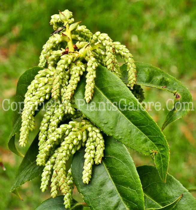 PGC-S-Leucothoe-walteri-aka-Doghobble-1-1