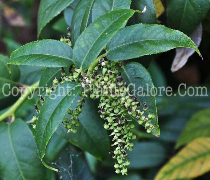 PGC-S-Leucothoe-walteri-aka-Doghobble-813dx-2