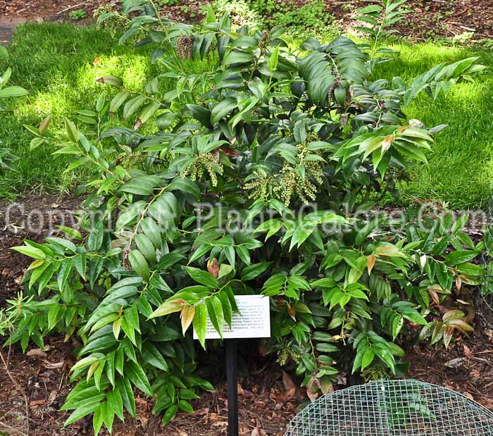 PGC-T-Leucothoe-walteri-aka-Doghobble-813-1