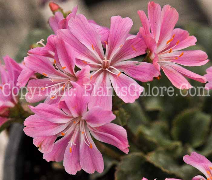 PGC-P-Lewisia-cotyledon-Sunset-Group-2010-01