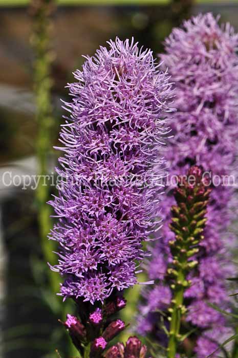 PGC-P-Liatris-spicata-Kobold-2010-02_2