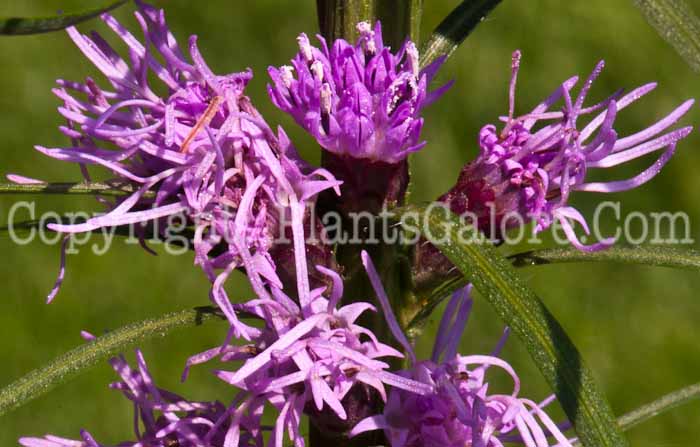PGC-P-Liatris-spicata-aka-Gayfeather-0814-1