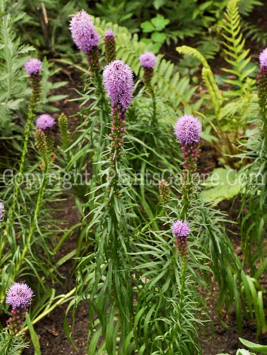 PGC-P-Liatris-spicata-aka-Spike-Gayfeather-1