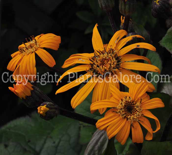 PGC-P-Ligularia-dentata-Midnight-Lady-813-1