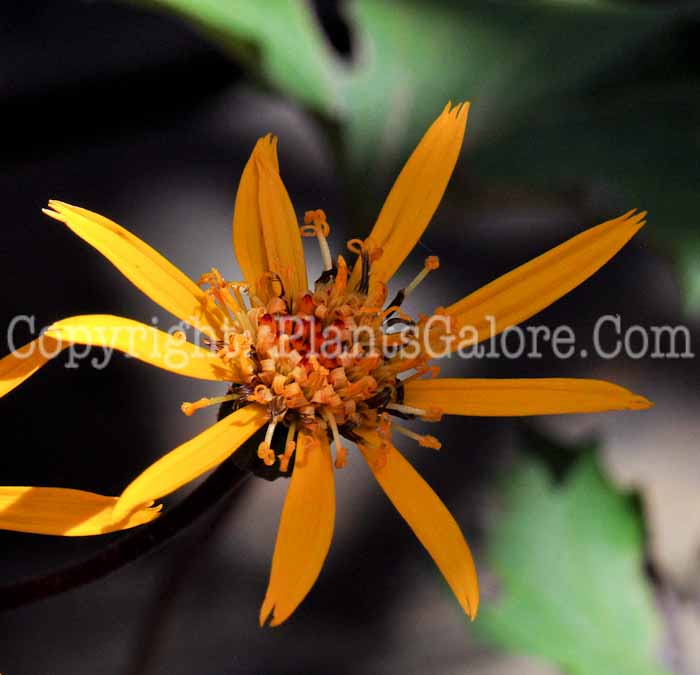 PGC-P-Ligularia-dentata-Osiris-Fantaisie-813-2