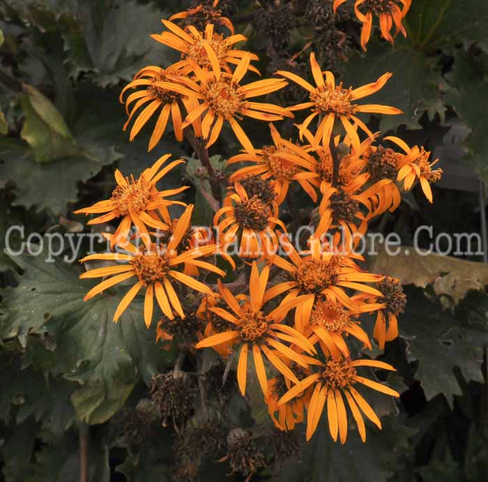 PGC-P-Ligularia-dentata-Osiris-Fantastic-2010-01