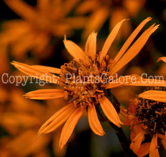 PGC-P-Ligularia-dentata-Osiris-Fantastic-2010-05