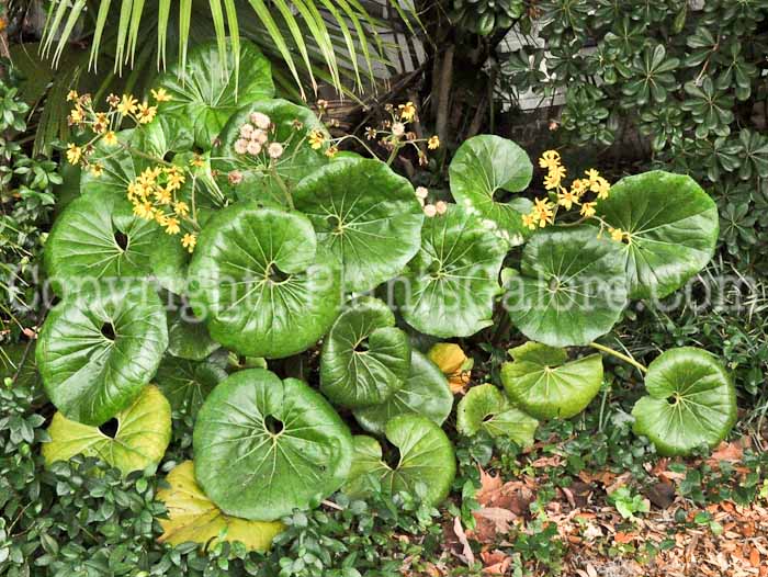 PGC-P-Ligularia-tussilaginea-SC-02-2012-1