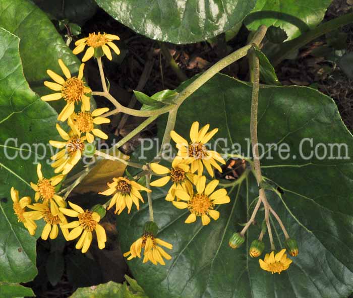 PGC-P-Ligularia-tussilaginea-SC-02-2012-3